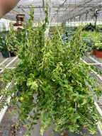 Curly Lipstick Plant — Trailing Flowering Houseplant live plant