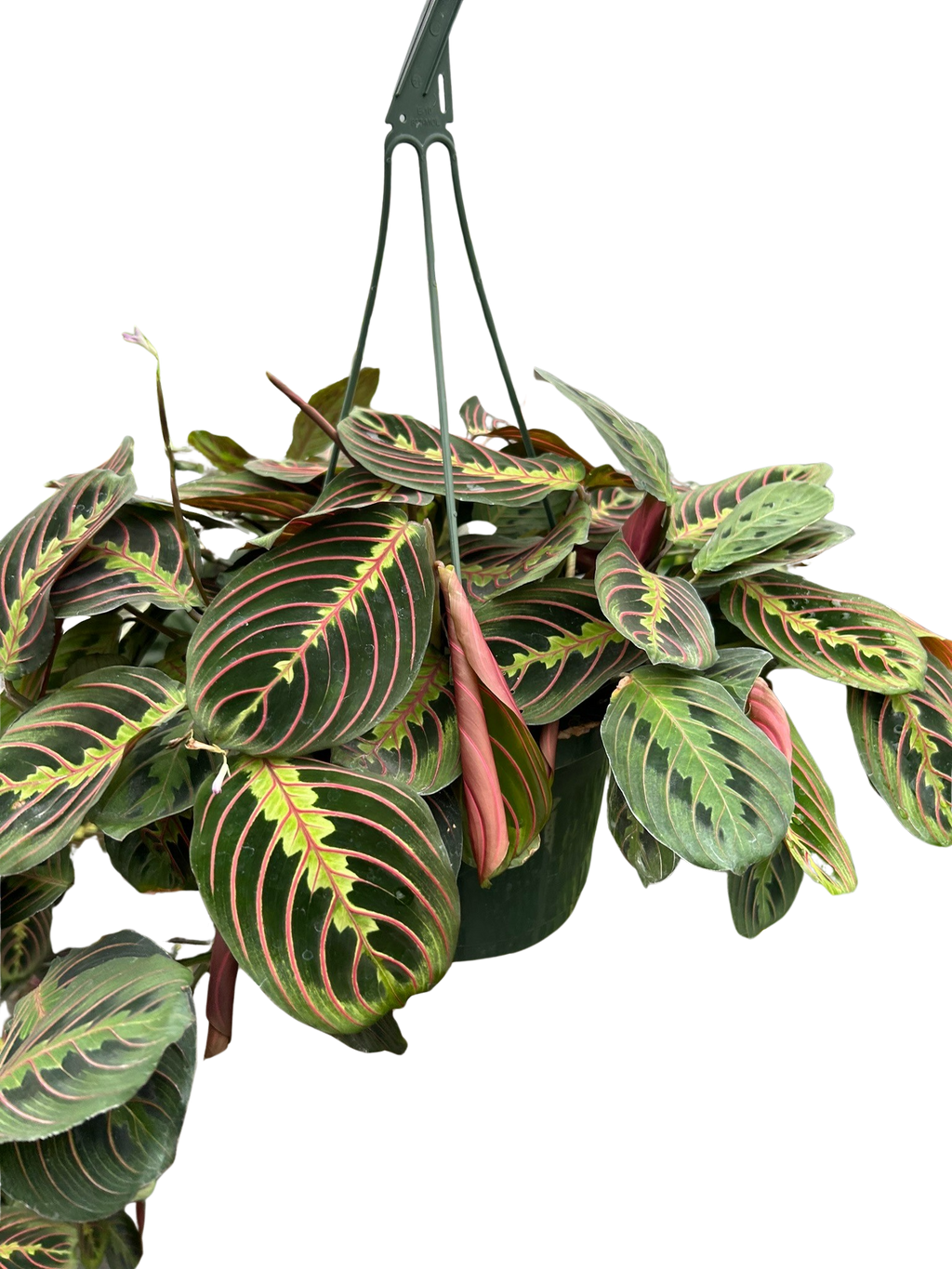 Red Prayer Plant — Maranta live plant