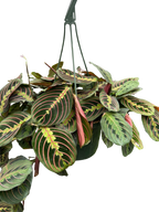 Red Prayer Plant — Maranta live plant