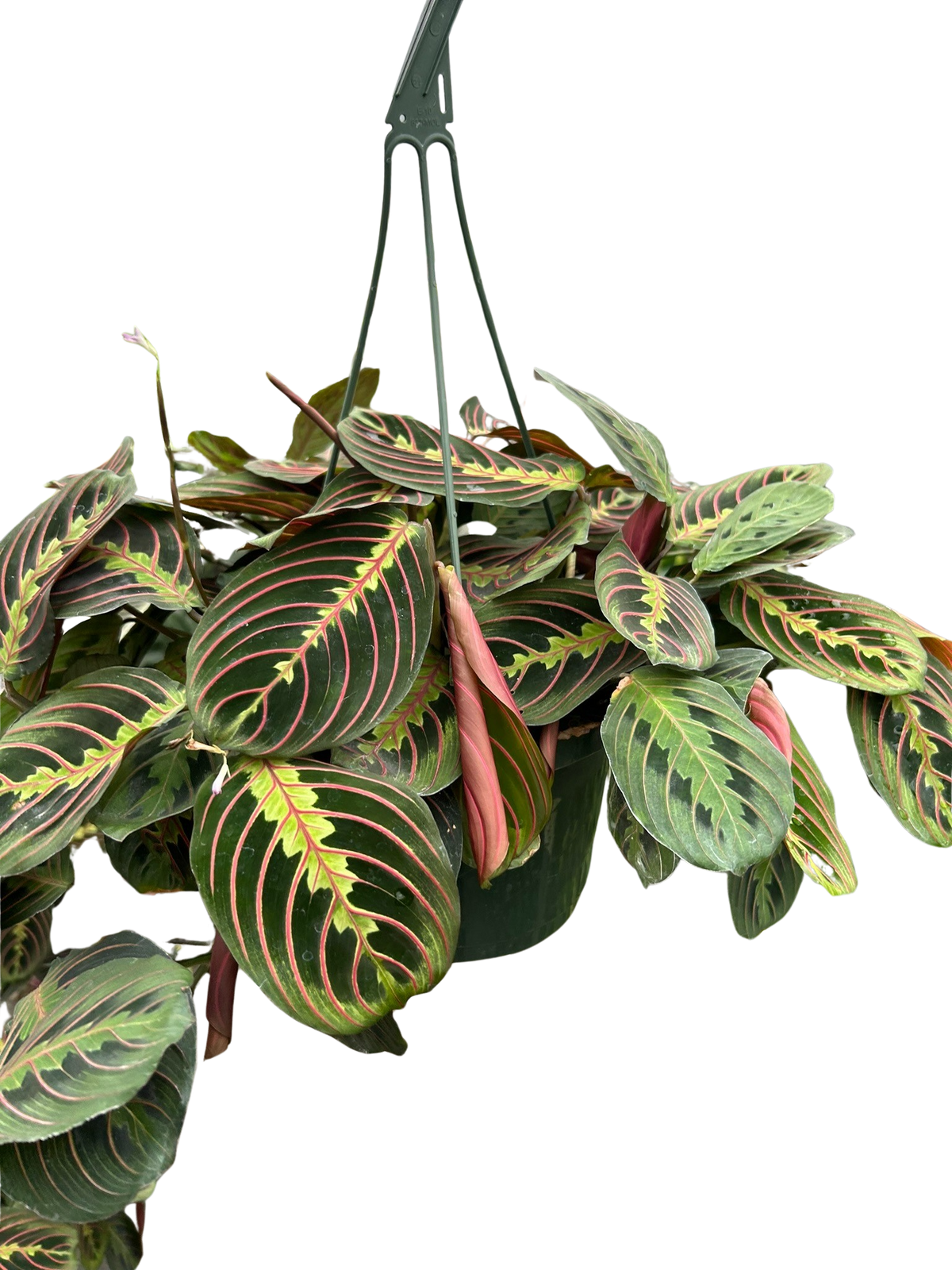 Red Prayer Plant — Maranta live plant