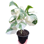 Monstera 'Albo Borsigiana Variegated'