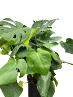 Monstera Deliciosa — Split-Leaf Houseplant live plant