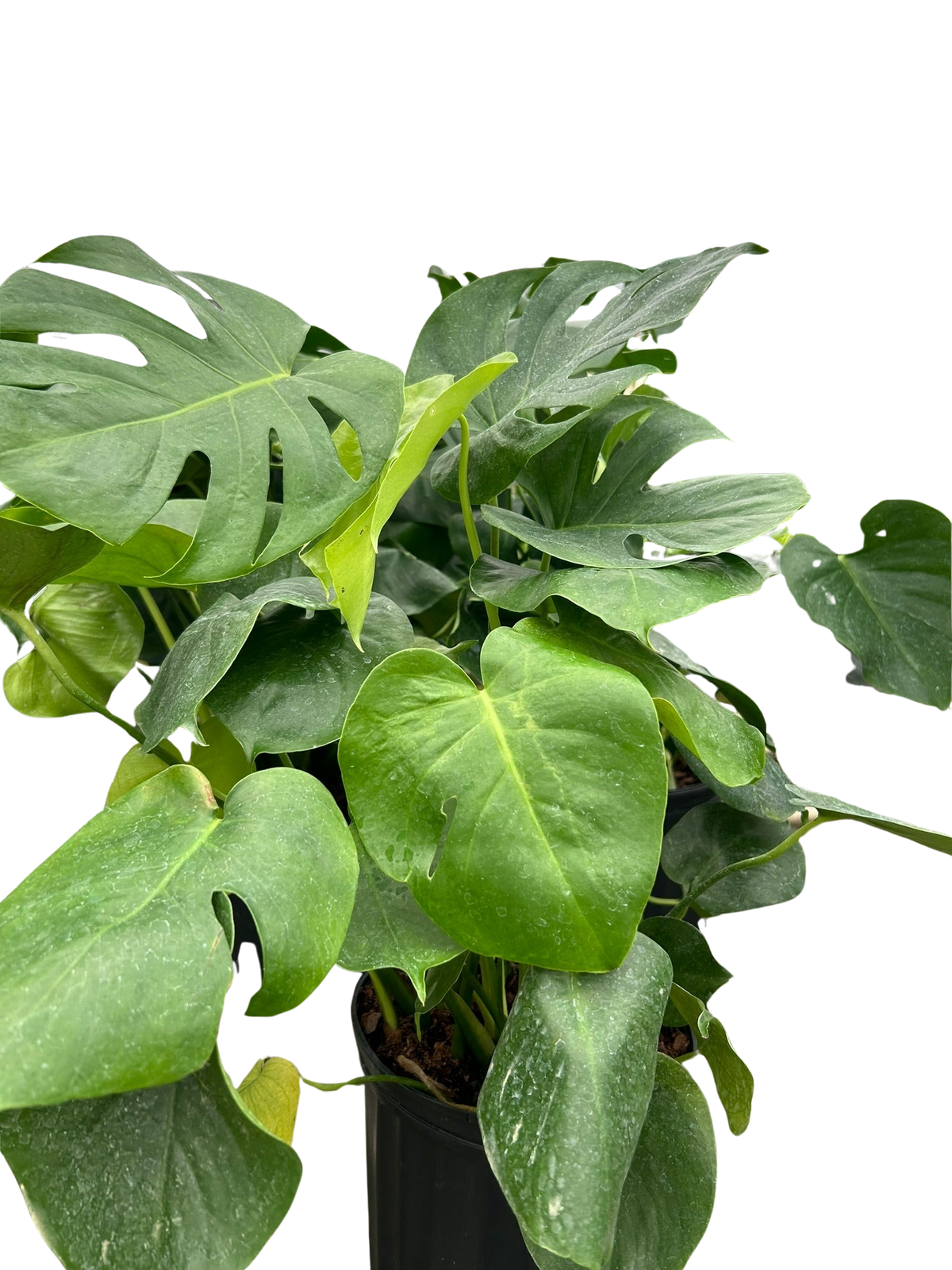 Monstera Deliciosa — Split-Leaf Houseplant live plant