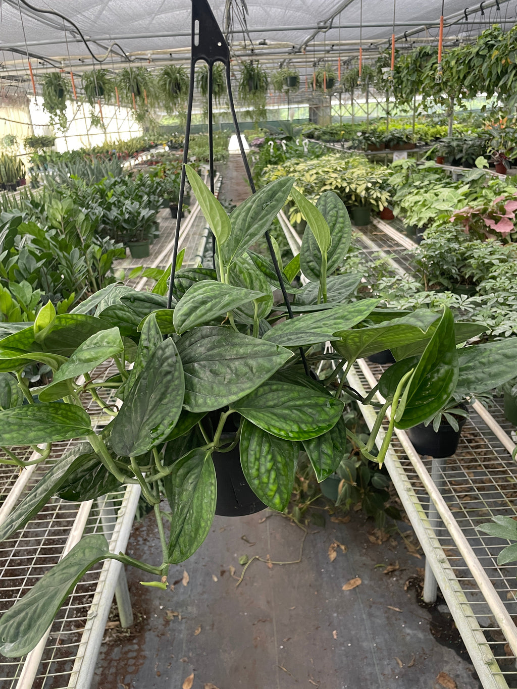 Monstera Peru — Textured Climbing Houseplant live plant