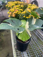 Thai Constellation Monstera — Variegated Houseplant live plant