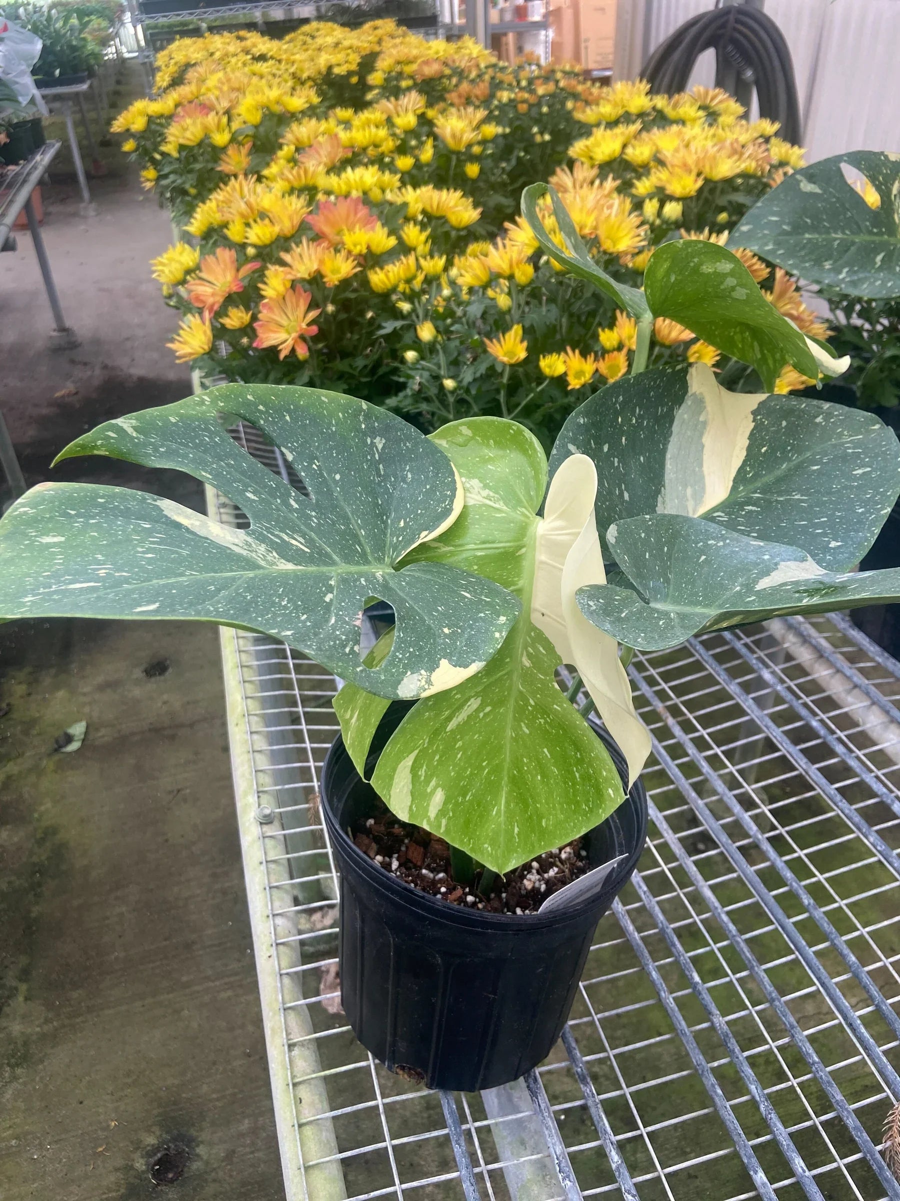 Thai Constellation Monstera — Variegated Houseplant live plant