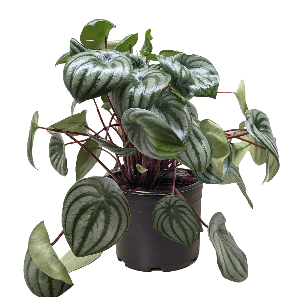 Watermelon Peperomia live plant