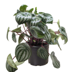 Watermelon Peperomia live plant