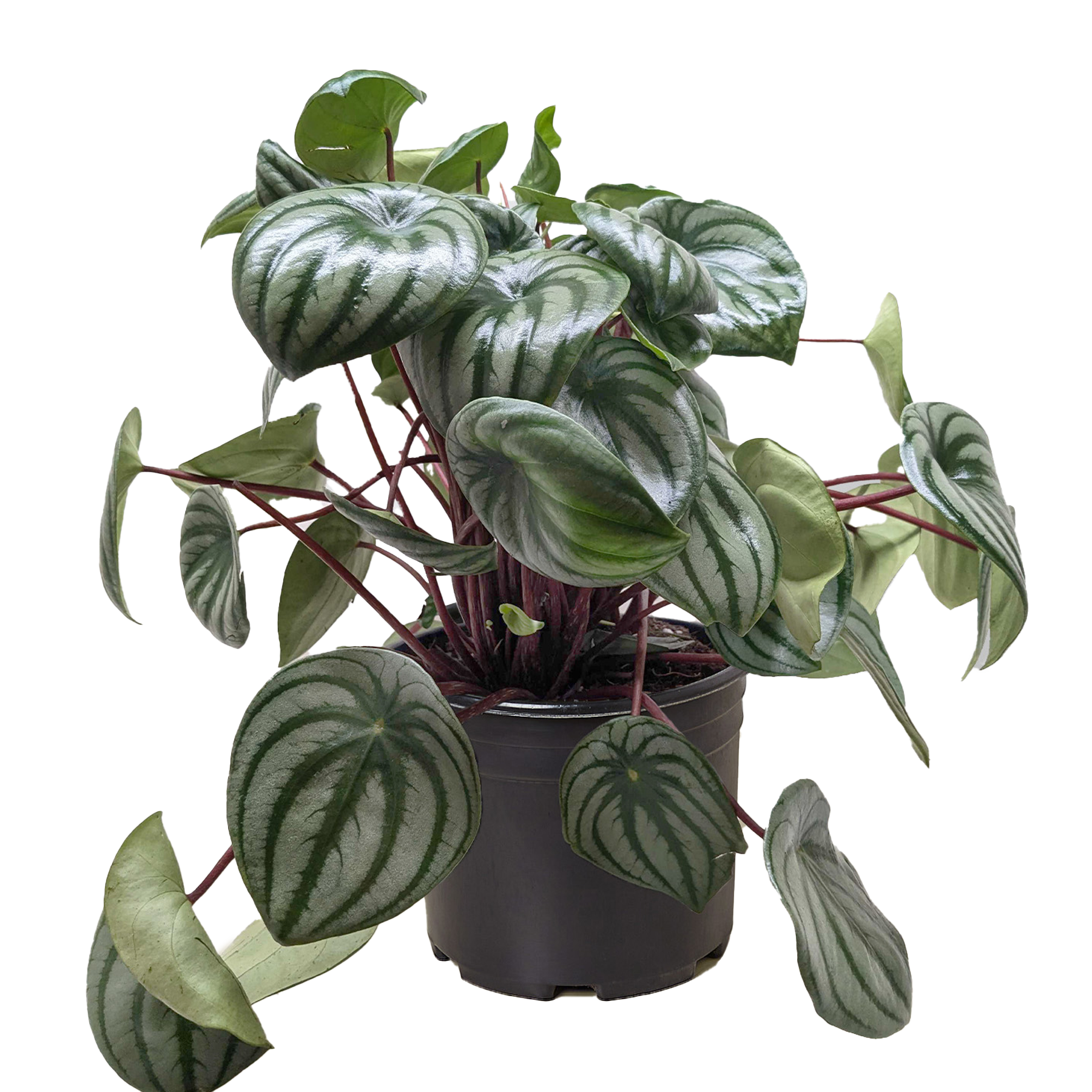 Watermelon Peperomia live plant