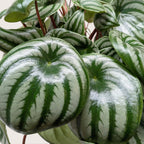 Watermelon Peperomia live plant