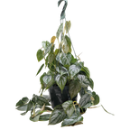 Philodendron Brandi — Silver-Leaf Climbing Plant live plant