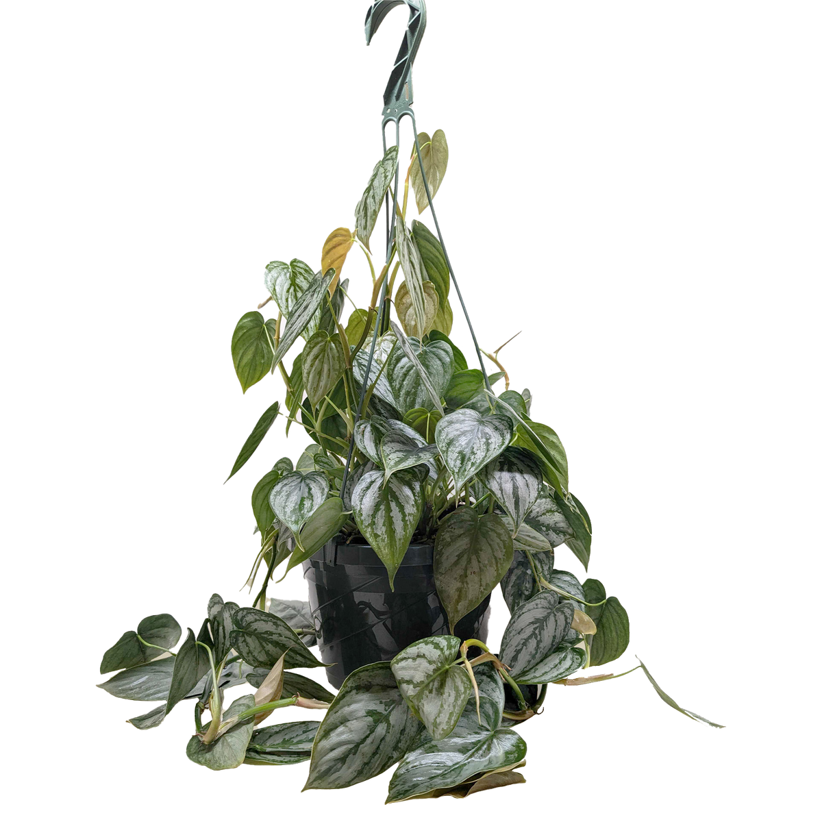 Philodendron Brandi — Silver-Leaf Climbing Plant live plant