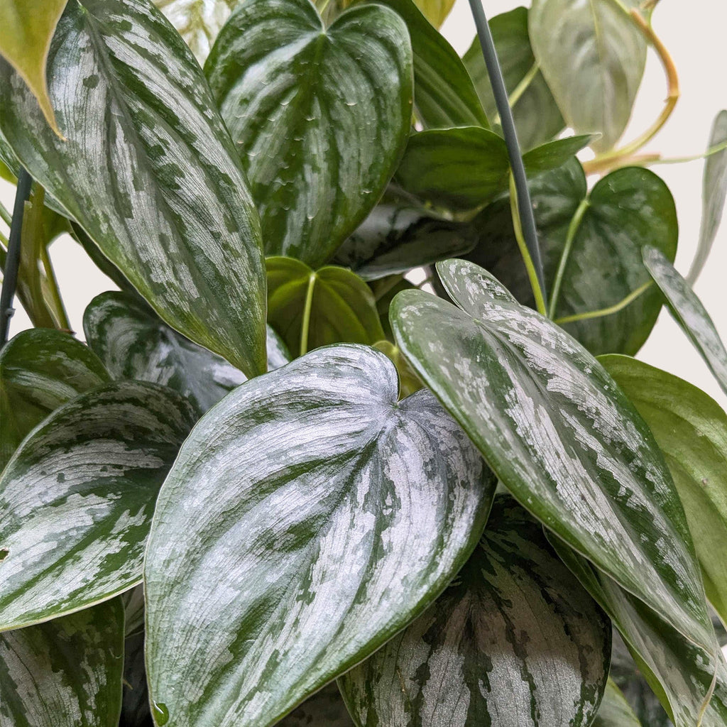 Philodendron Brandi — Silver-Leaf Climbing Plant live plant