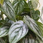 Philodendron Brandi — Silver-Leaf Climbing Plant live plant