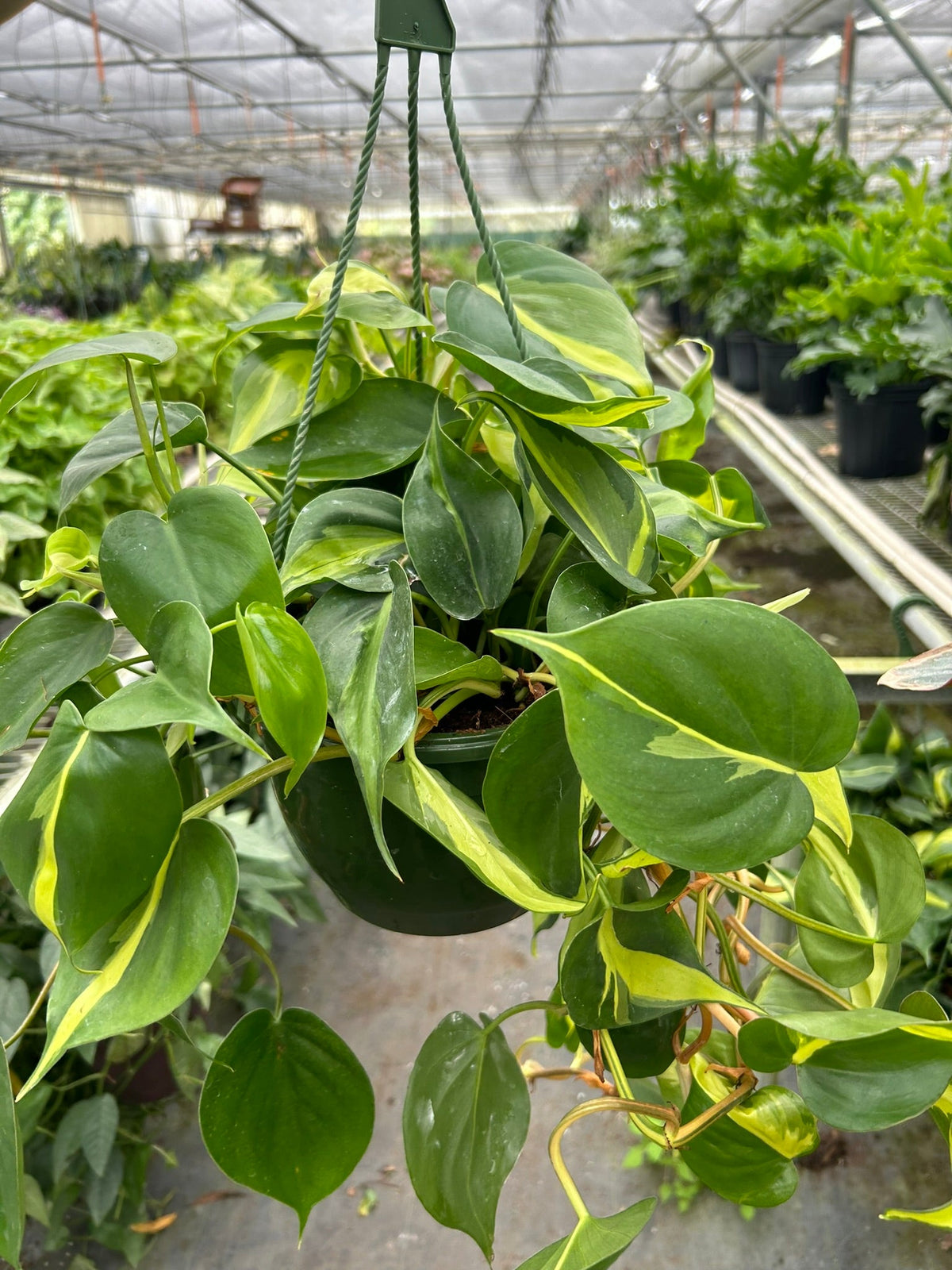 Philodendron Brasil — Variegated Trailing Plant live plant