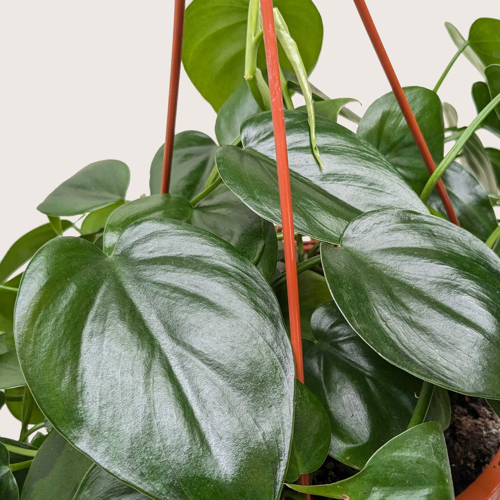 Heartleaf Philodendron live plant