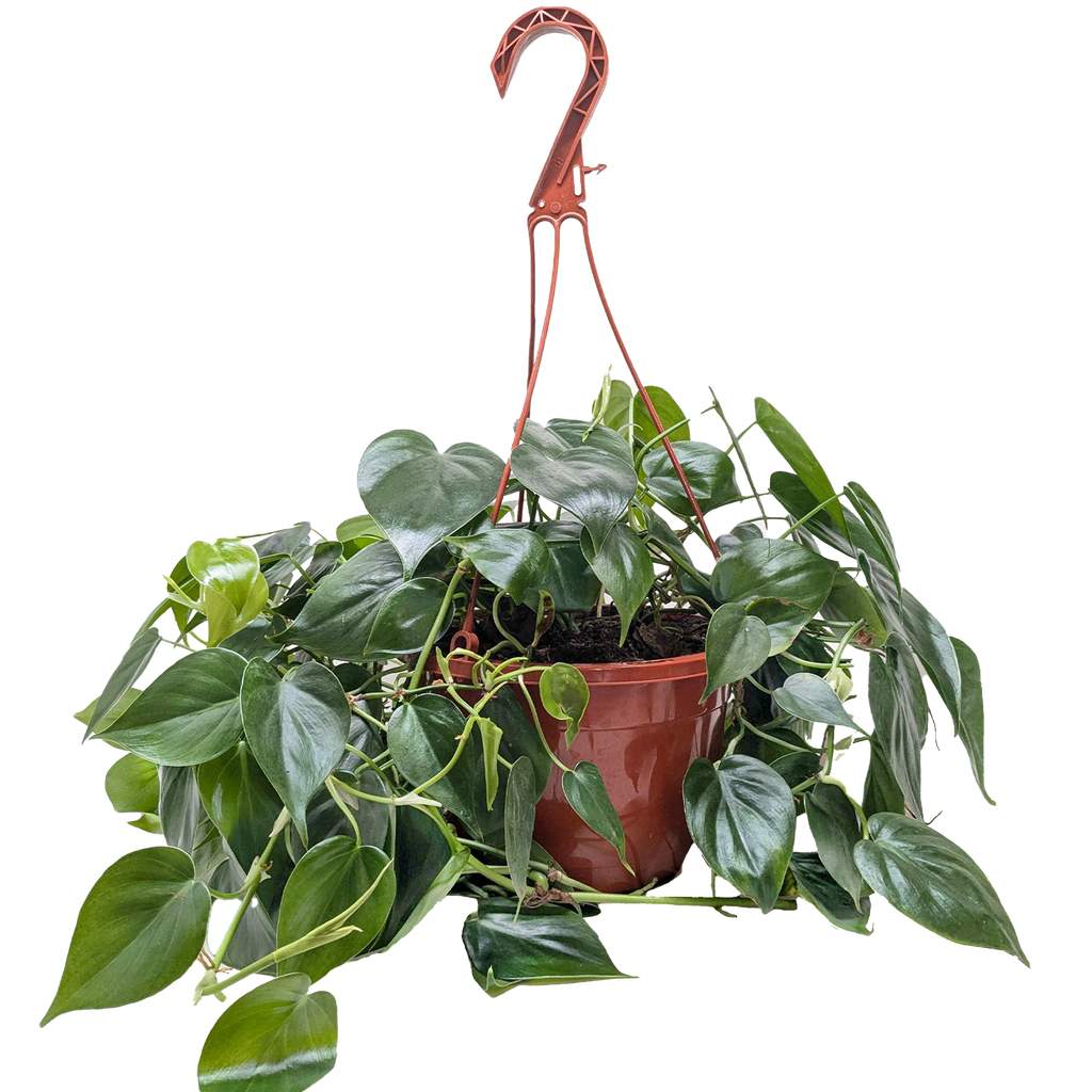 Heartleaf Philodendron live plant