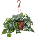 Heartleaf Philodendron live plant