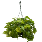 Neon Philodendron — Bright Trailing Houseplant live plant