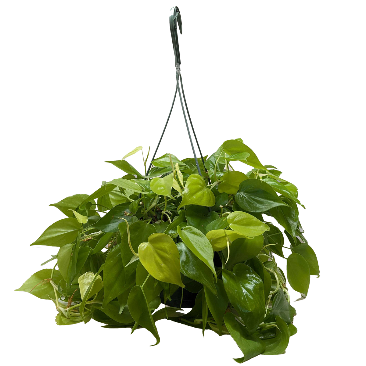 Neon Philodendron — Bright Trailing Houseplant live plant