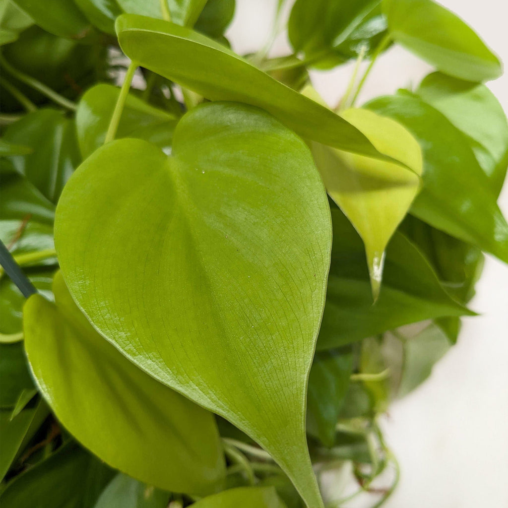Neon Philodendron — Bright Trailing Houseplant live plant