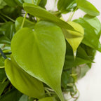 Neon Philodendron — Bright Trailing Houseplant live plant