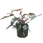 Philodendron 'Pink Princess'