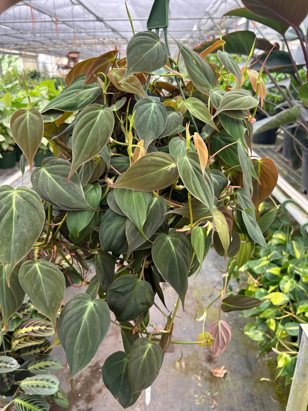 Velvet Philodendron — Trailing Houseplant live plant