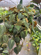 Velvet Philodendron — Trailing Houseplant live plant