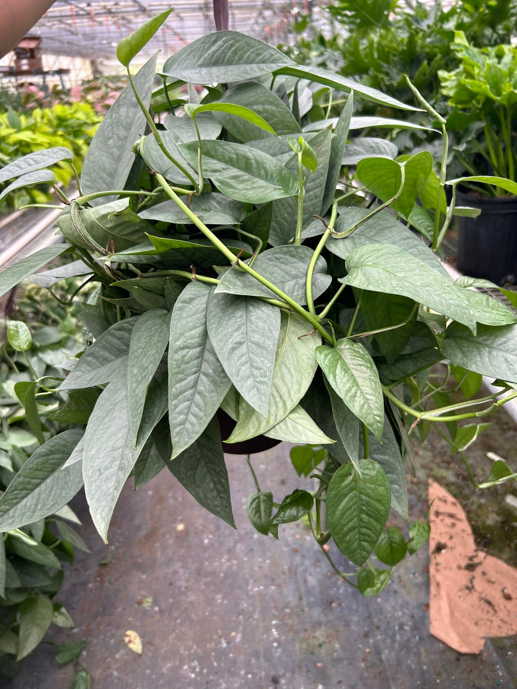 Cebu Blue Pothos — Silvery Trailing Vine live plant