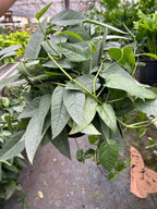 Cebu Blue Pothos — Silvery Trailing Vine live plant
