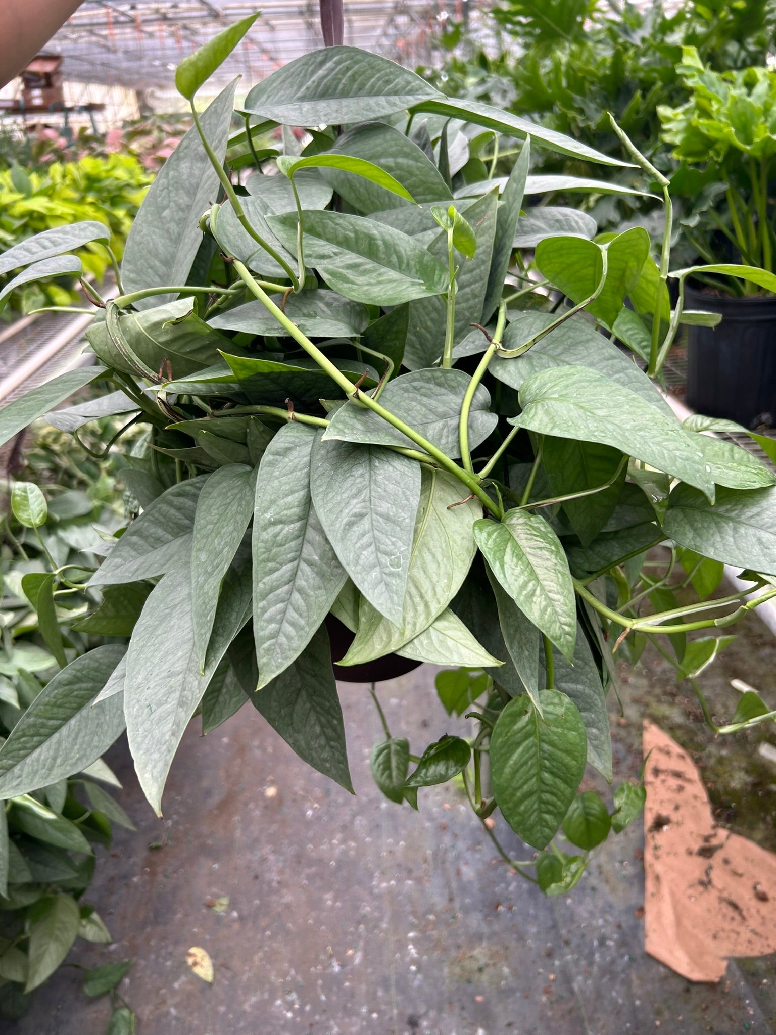 Cebu Blue Pothos — Silvery Trailing Vine live plant