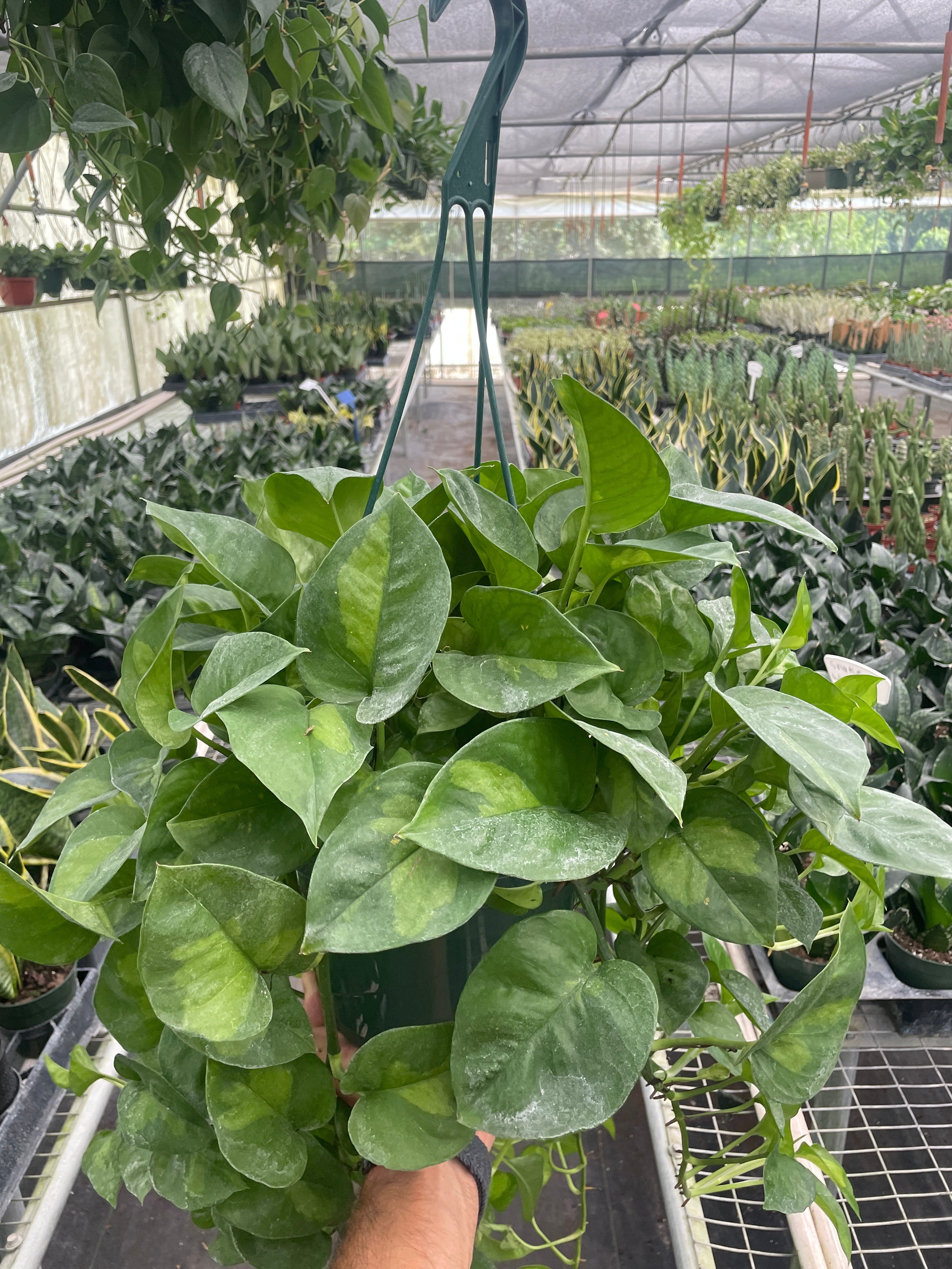 Global Green Pothos — Patterned Easy-Care Vine live plant
