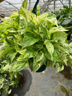 Marble Queen Pothos — Variegated Trailing Houseplant live plant