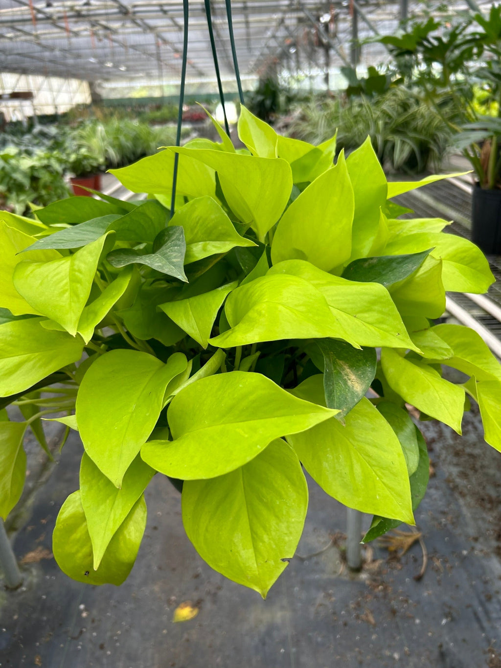 Neon Pothos — Bright Chartreuse Vine live plant