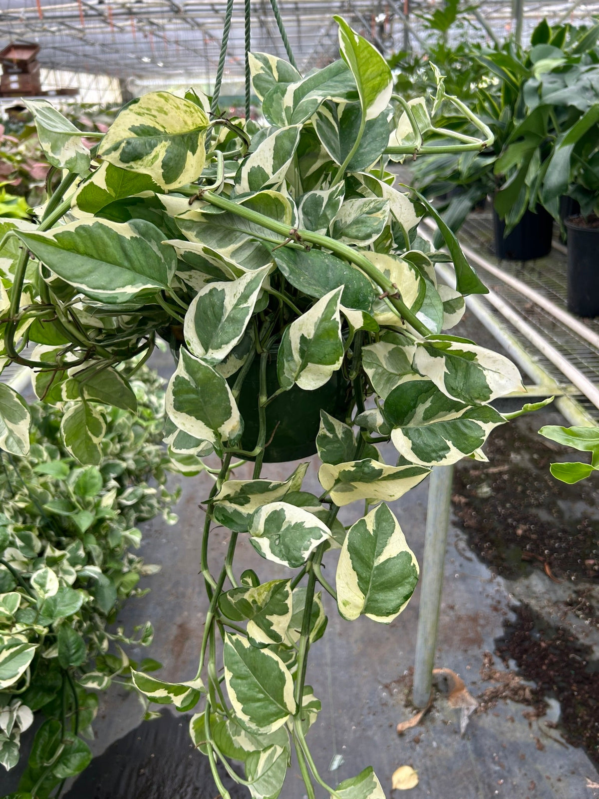 N'Joy Pothos — Variegated Houseplant live plant
