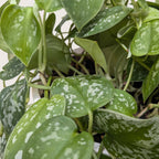 Pothos 'Satin'