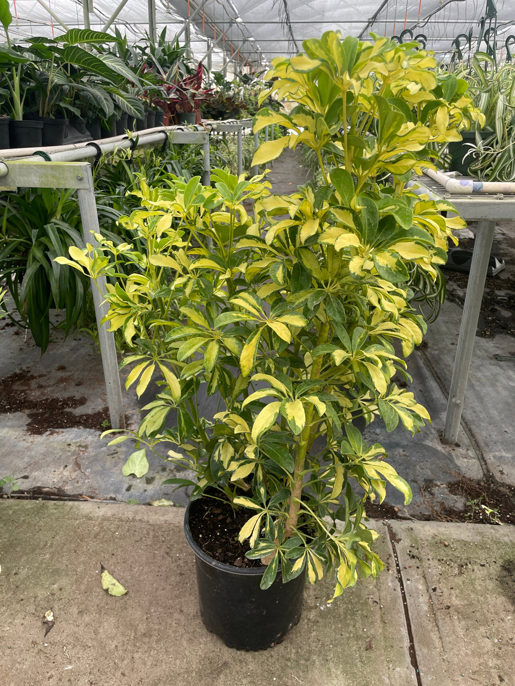 Variegated Umbrella Plant — Schefflera live plant