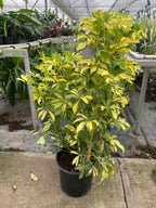 Variegated Umbrella Plant — Schefflera live plant