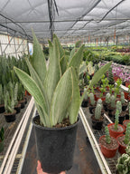 Sayuri Snake Plant — Silver Upright Foliage live plant