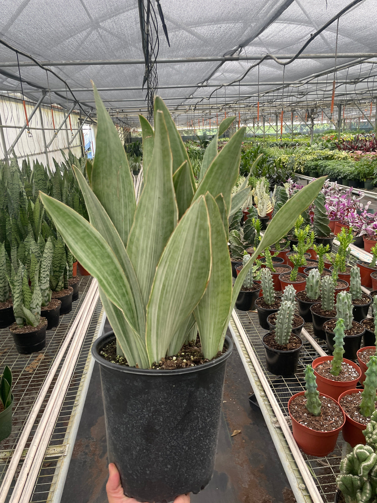 Sayuri Snake Plant — Silver Upright Foliage live plant