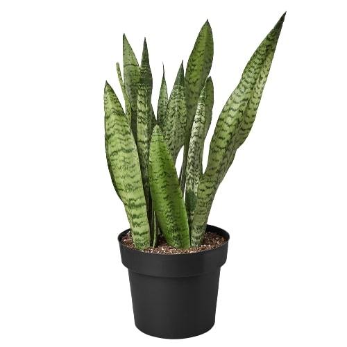 Zeylanica Snake Plant live plant