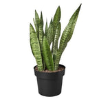 Zeylanica Snake Plant live plant