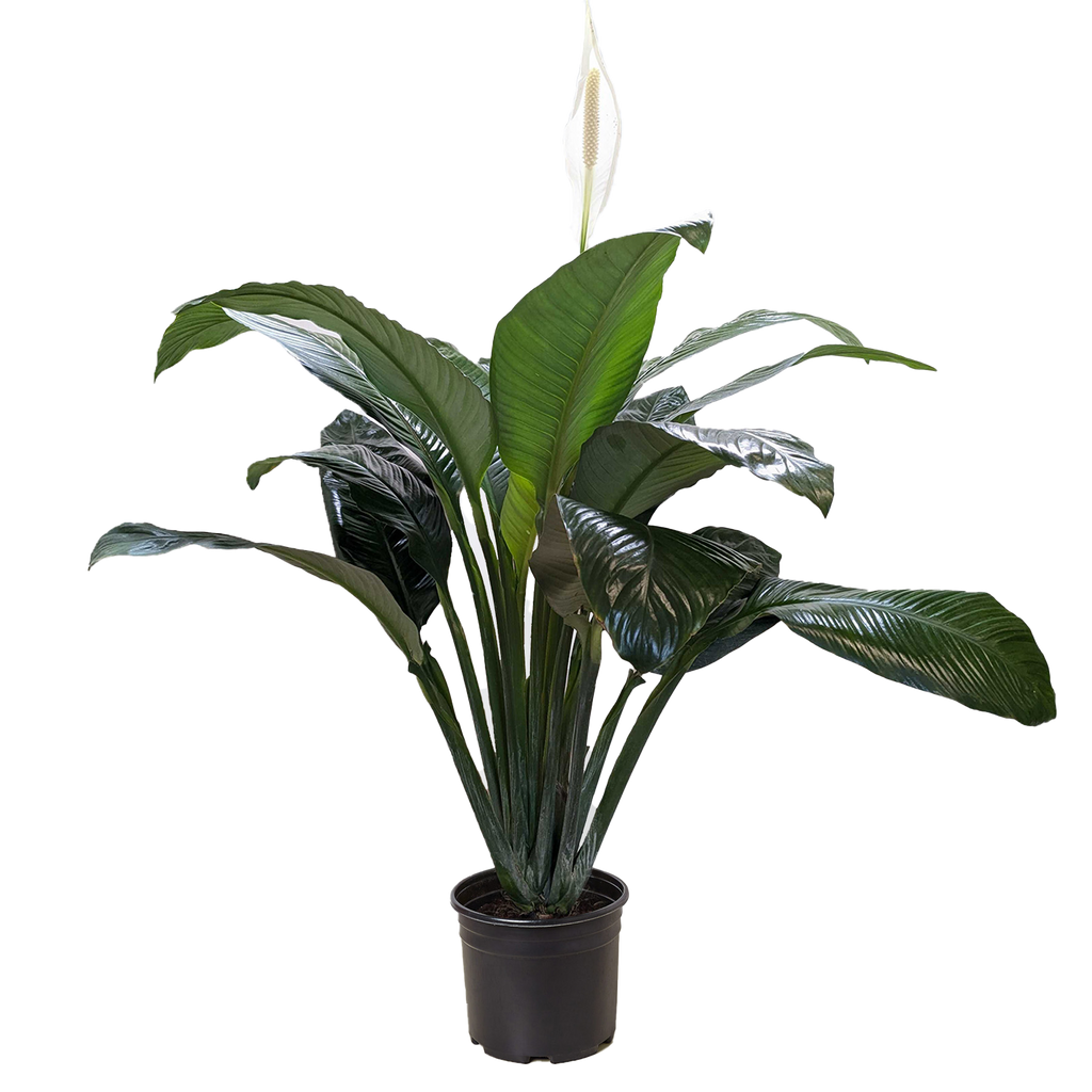 Peace Lily — Flowering Indoor Plant live plant