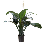 Peace Lily — Flowering Indoor Plant live plant