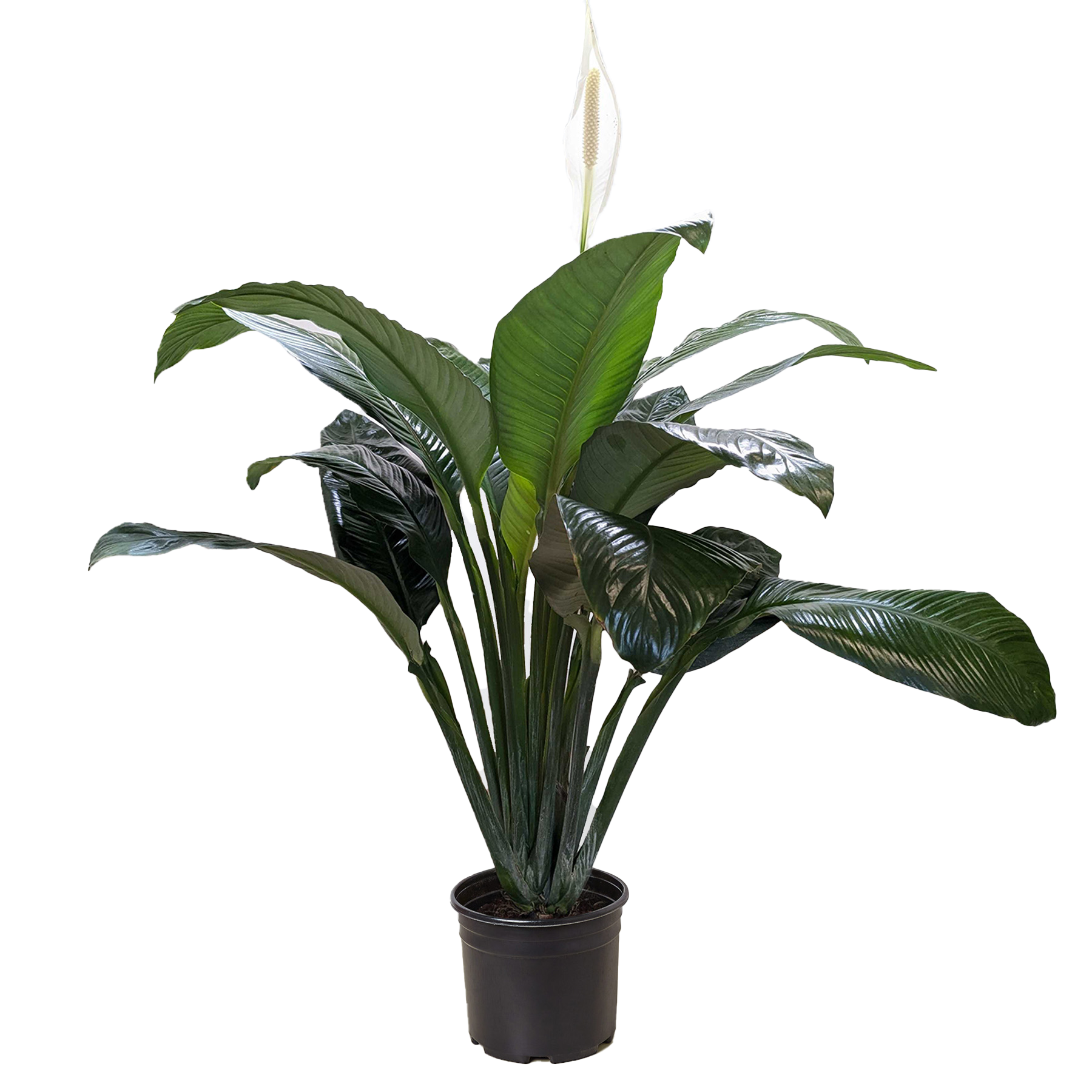 Peace Lily — Flowering Indoor Plant live plant