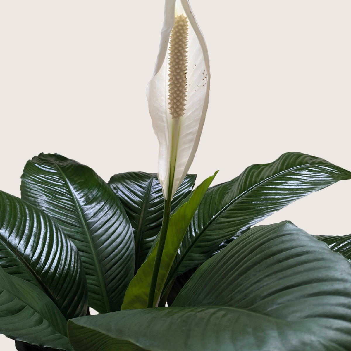 Peace Lily — Flowering Indoor Plant live plant