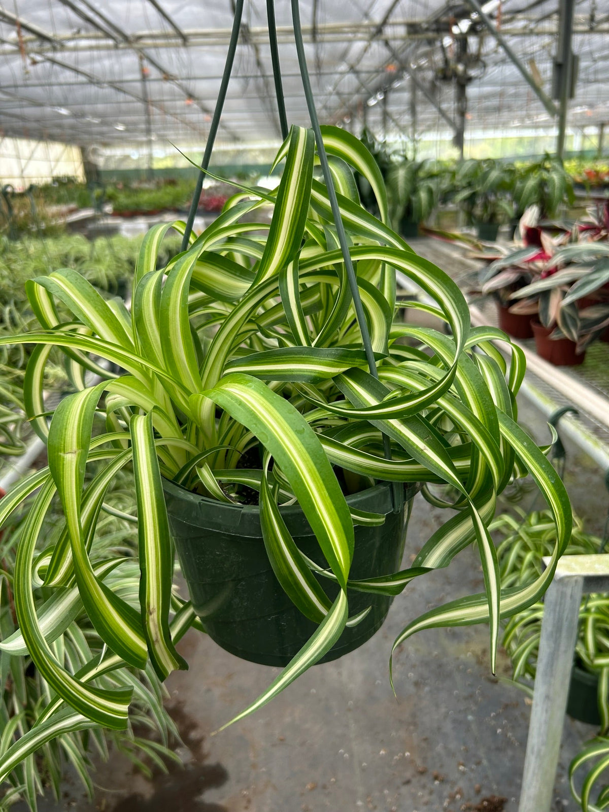 Bonnie Spider Plant — Curly Spider Plant live plant