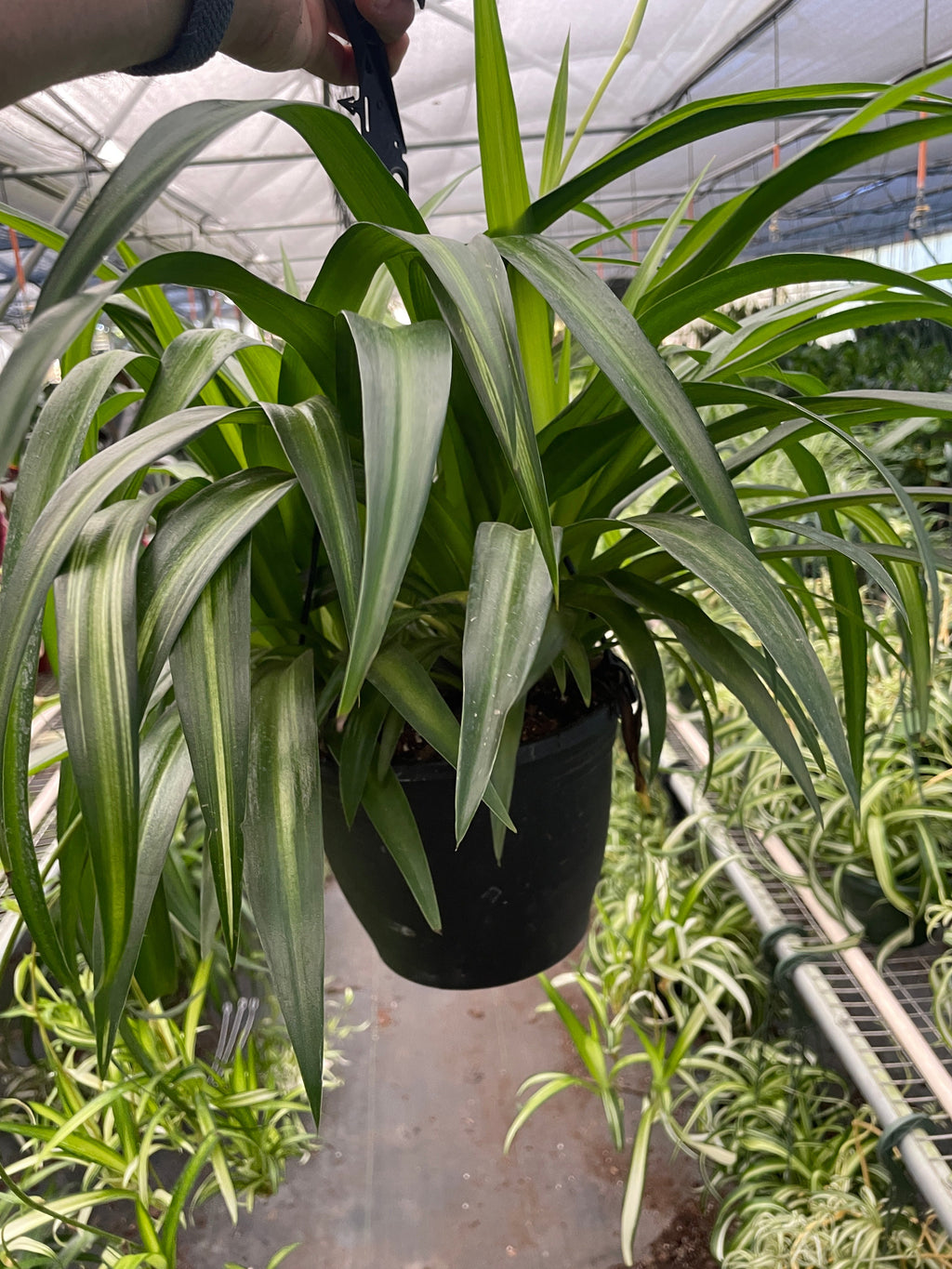 Hawaiian Spider Plant — Variegated Houseplant live plant