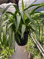 Hawaiian Spider Plant — Variegated Houseplant live plant